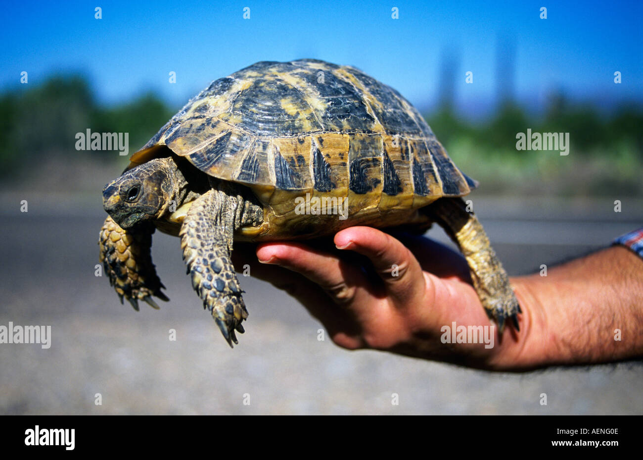 Alguien sostenga un marroquí tortugas testudo graeca en su mano Agadir Marruecos africa Foto de stock