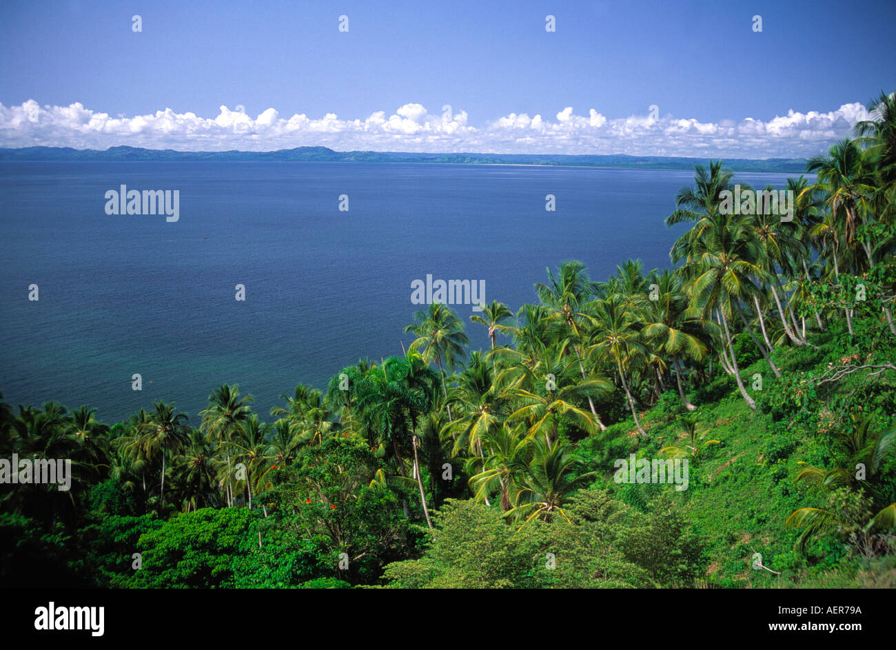 Coconut grove de palmeras cerca de la aldea de Samana Republica Dominicana archipiélago de las Antillas Mayores del Caribe Foto de stock