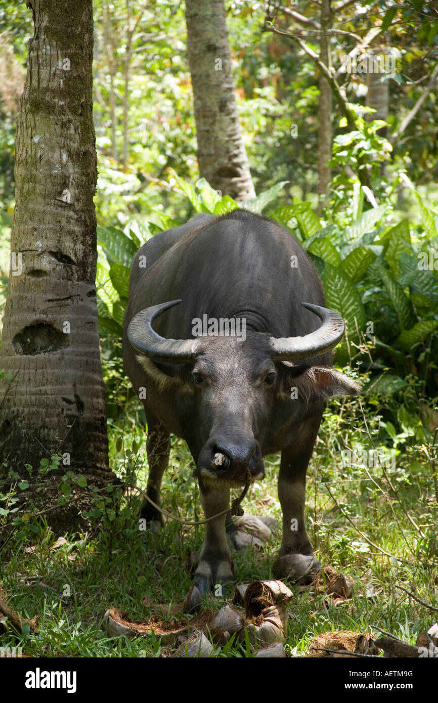 Carabao, también conocido como el búfalo de agua, un importante trabajo de animales de granja en Filipinas Foto de stock