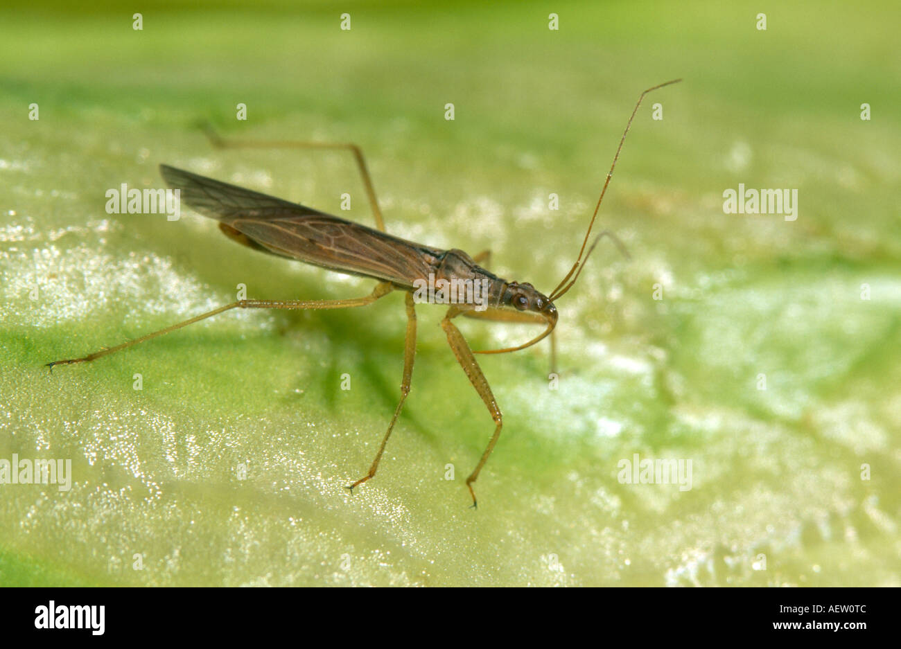 Bug de doncella un depredador de insectos benéficos y Foto de stock