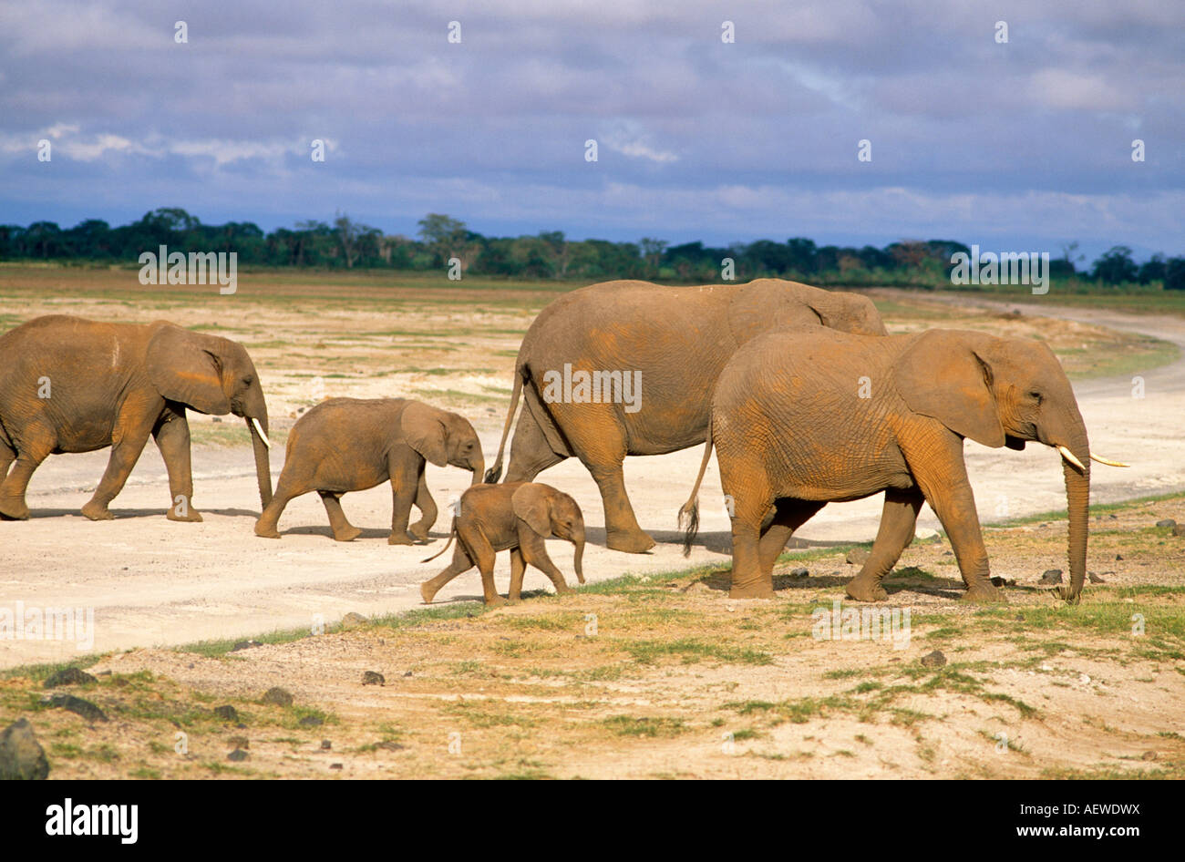 Familia de elefantes Tsavo Este parque de juego de Kenia África Oriental Foto de stock