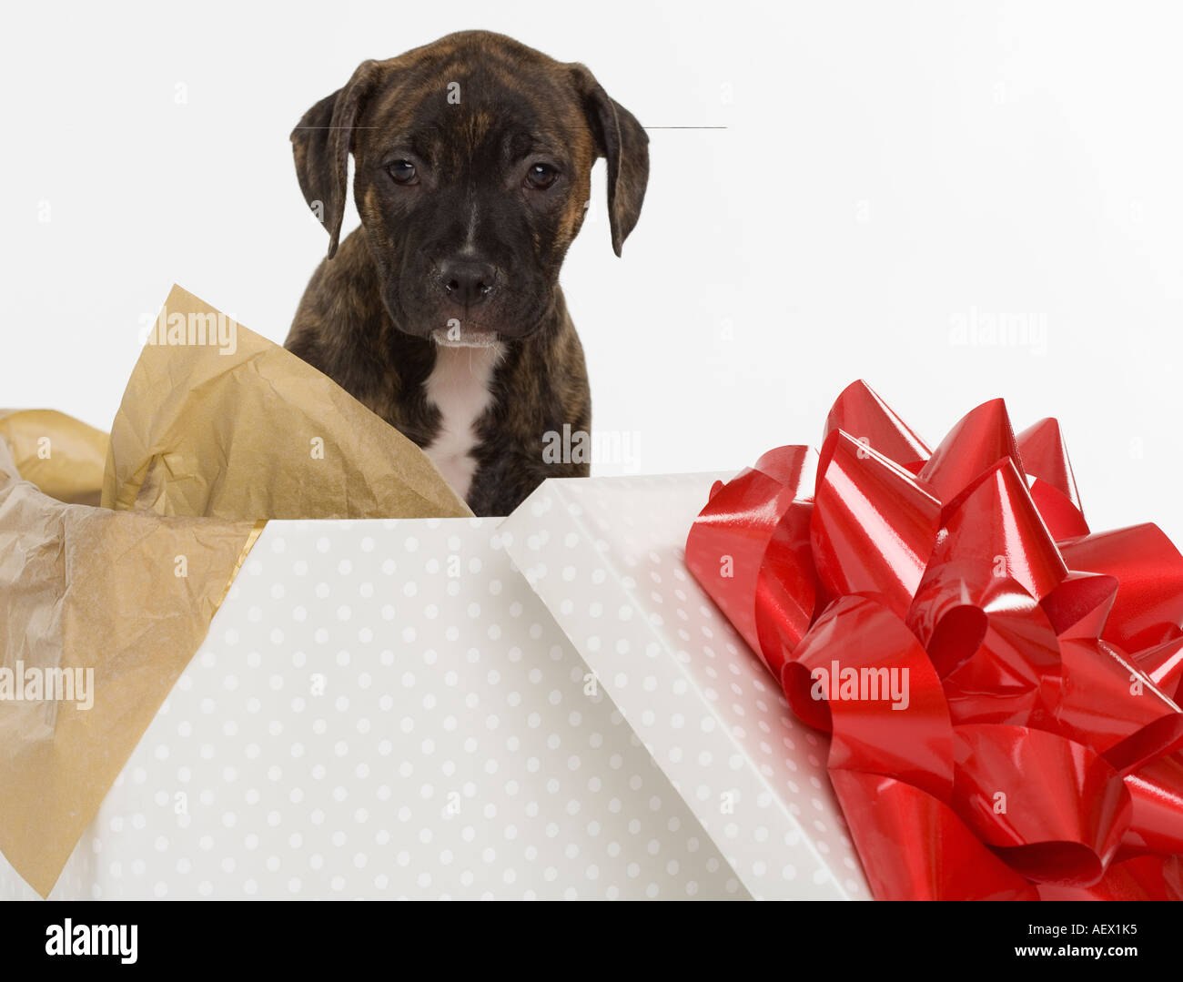 Pitbull Terrier cachorro en caja de regalo Fotografía de stock - Alamy