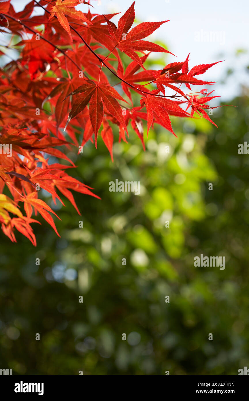 Acer palmatum atropurpureum arce japonés Foto de stock