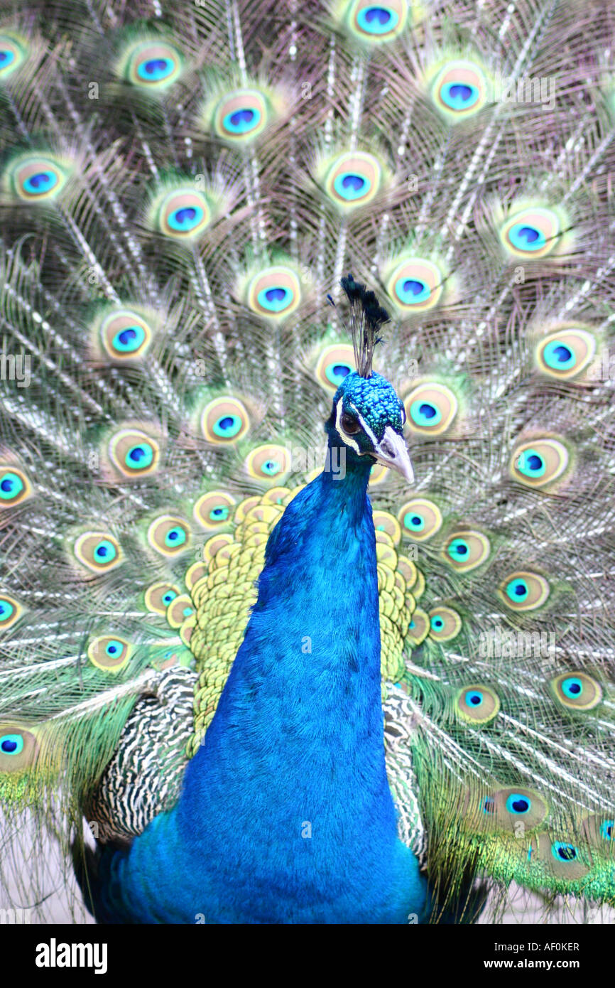 Peacock - Pavo cristatus Foto de stock