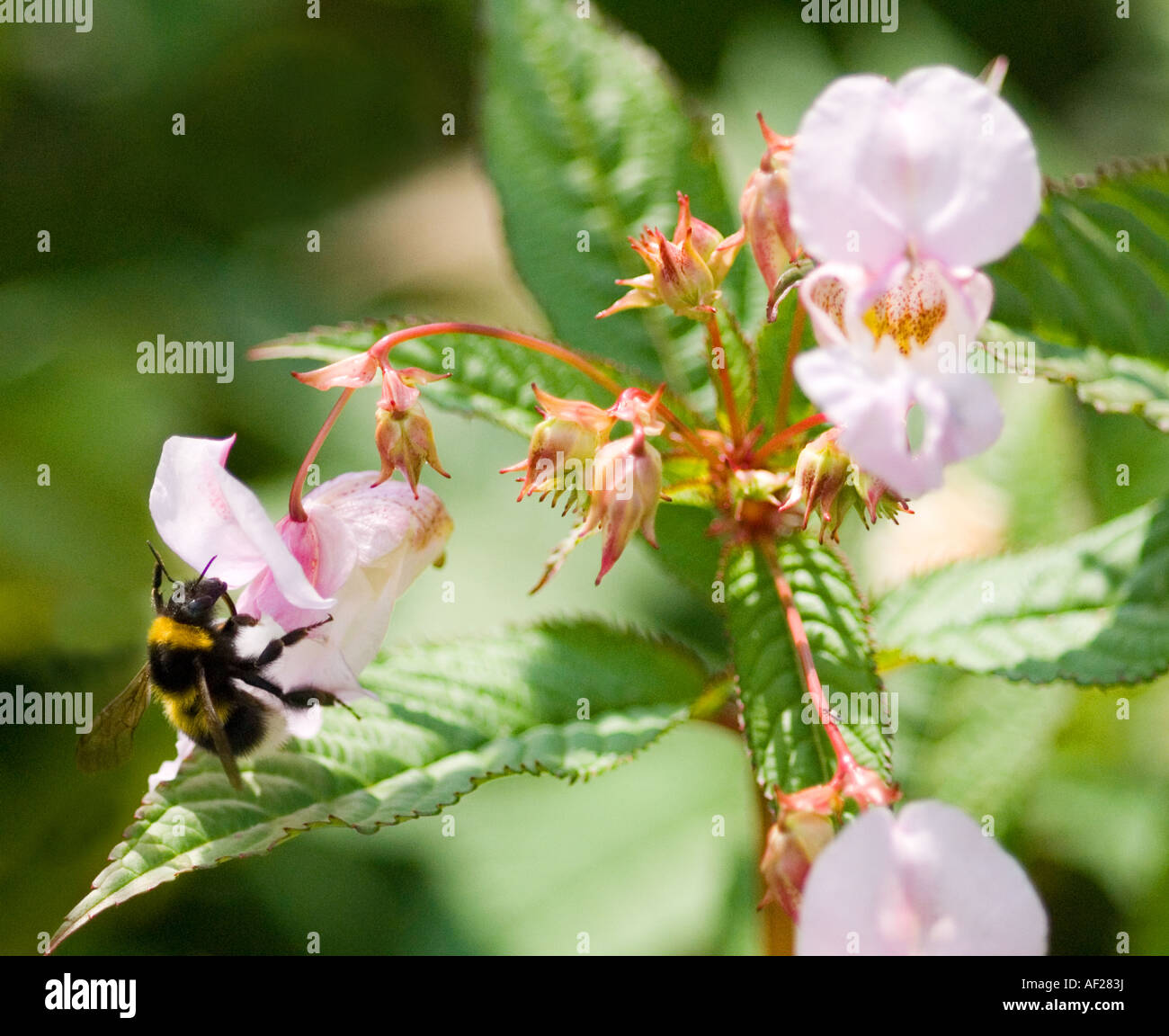 Cerca de abeja en Rosa Himalayan Marsh Balsamo y recogiendo el néctar de las flores Foto de stock