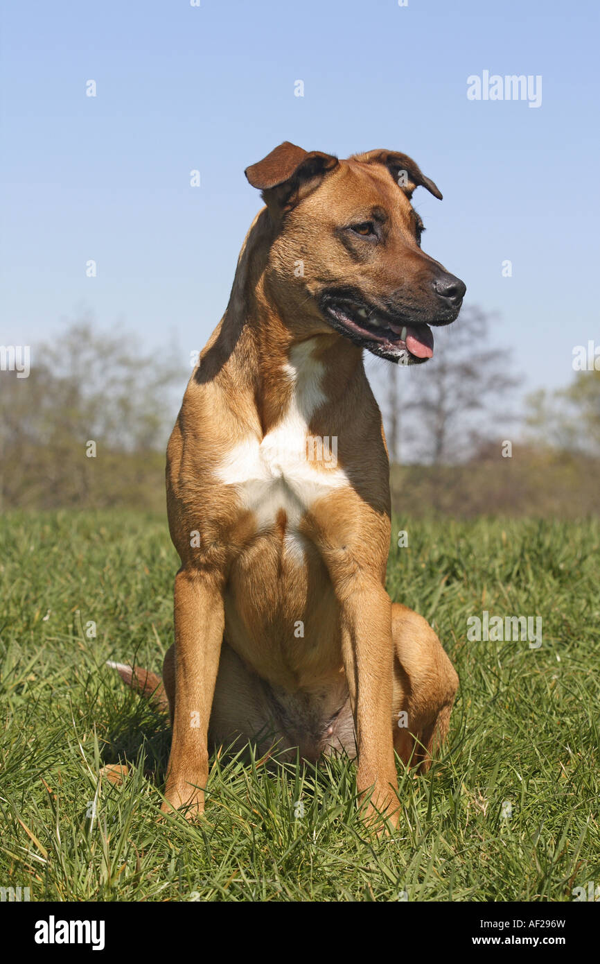 Perro doméstico (Canis lupus familiaris) f., la mitad de la raza Malinois Foto de stock