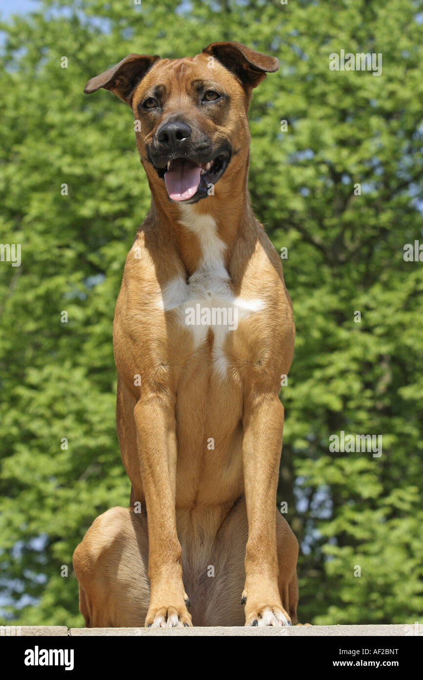 Cruce Pastor Belga Y Border Collie Perro de raza mixta (Canis lupus familiaris) f., mezcla Malinois sentado  Fotografía de stock - Alamy