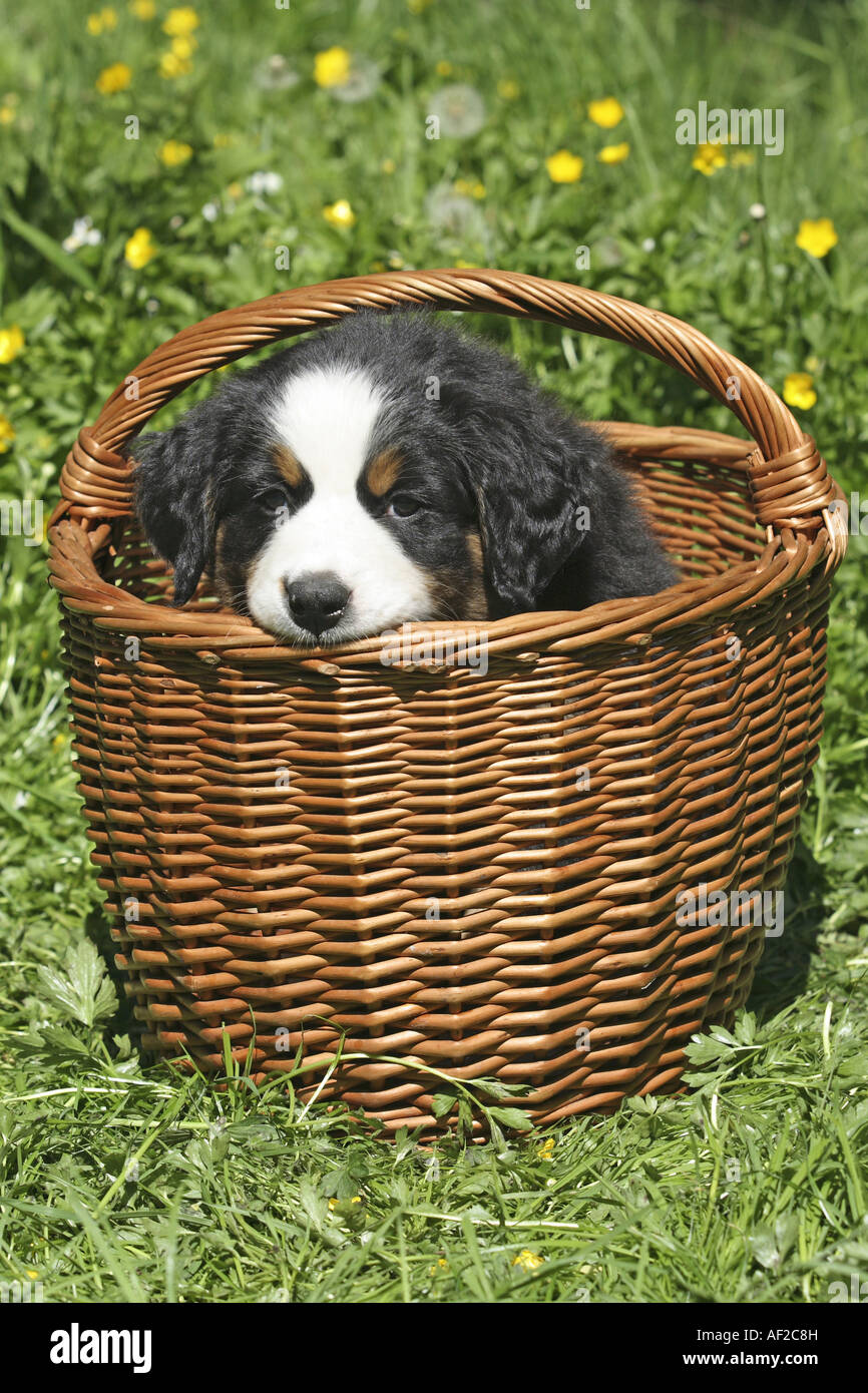 Bernese Mountain Dog (Canis lupus familiaris) f., cachorro en una cesta Foto de stock
