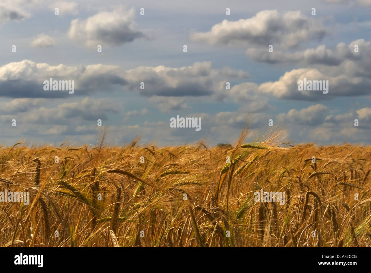 Un campo de trigo contra un cielo nublado Foto de stock