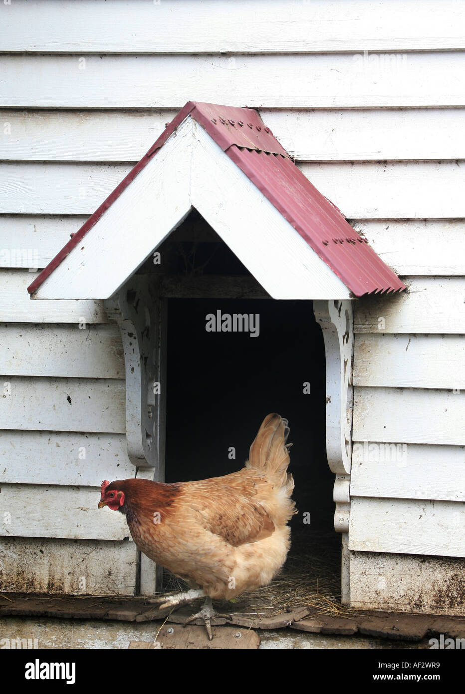 Una afeitadora marrón gallina en la puerta de una casa de gallina tradicionalmente diseñado Foto de stock