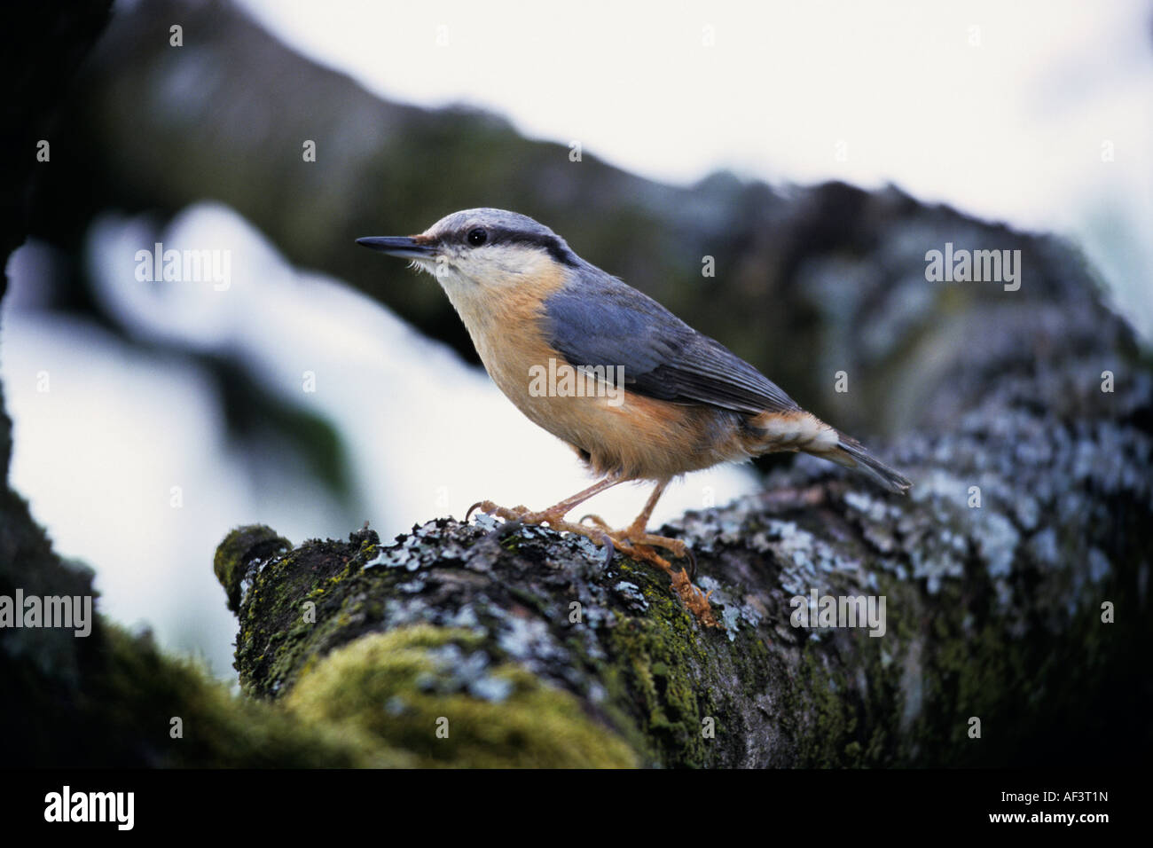 Trepador Azul (distritos de Sitta europaea) pararse en la rama de musgo Foto de stock
