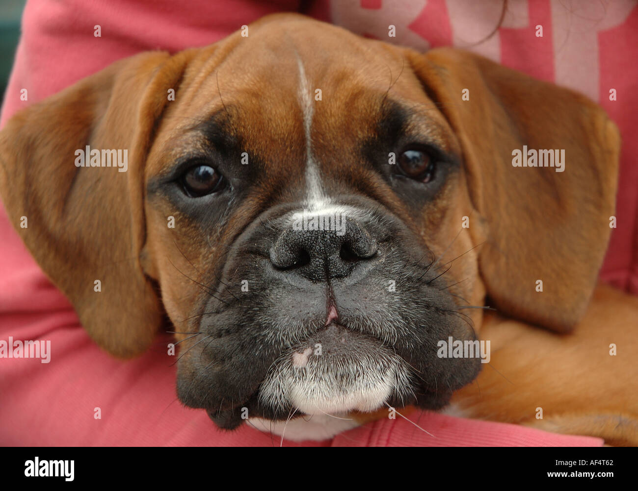 Boxer con cara de mujer sale