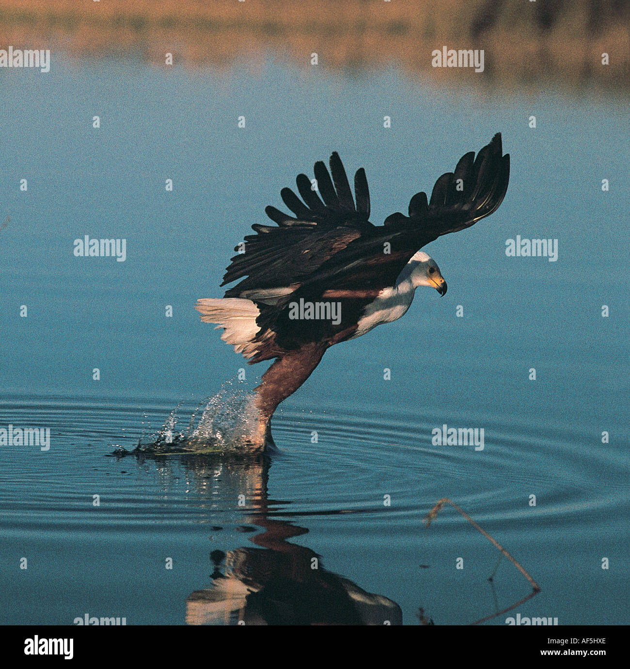 Águila pescadora humillarse para tratar de atrapar un pez del agua del Delta del Okavango Botswana África meridional Foto de stock