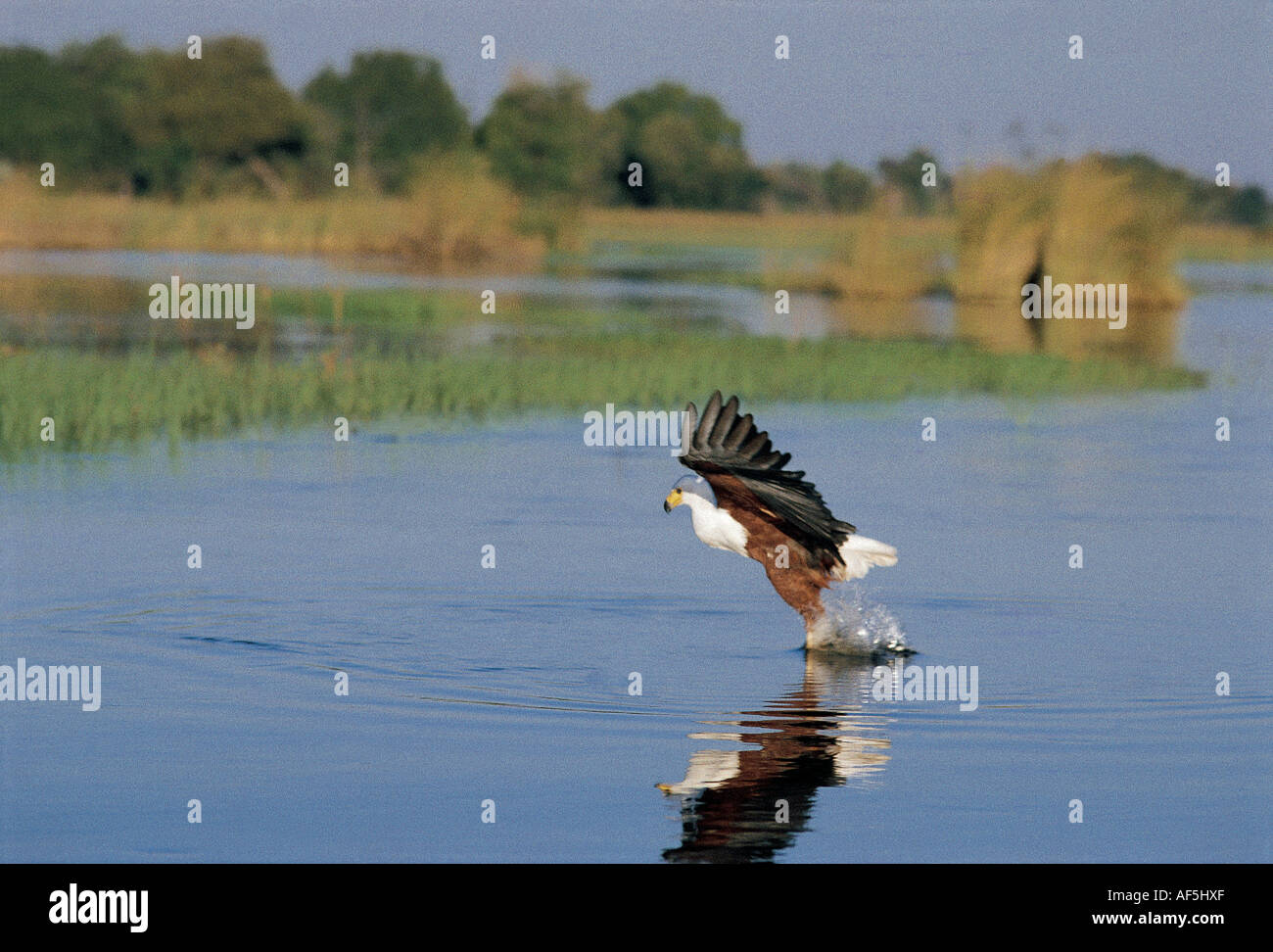 Águila pescadora humillarse para tratar de atrapar un pez del agua del Delta del Okavango Botswana África meridional Foto de stock