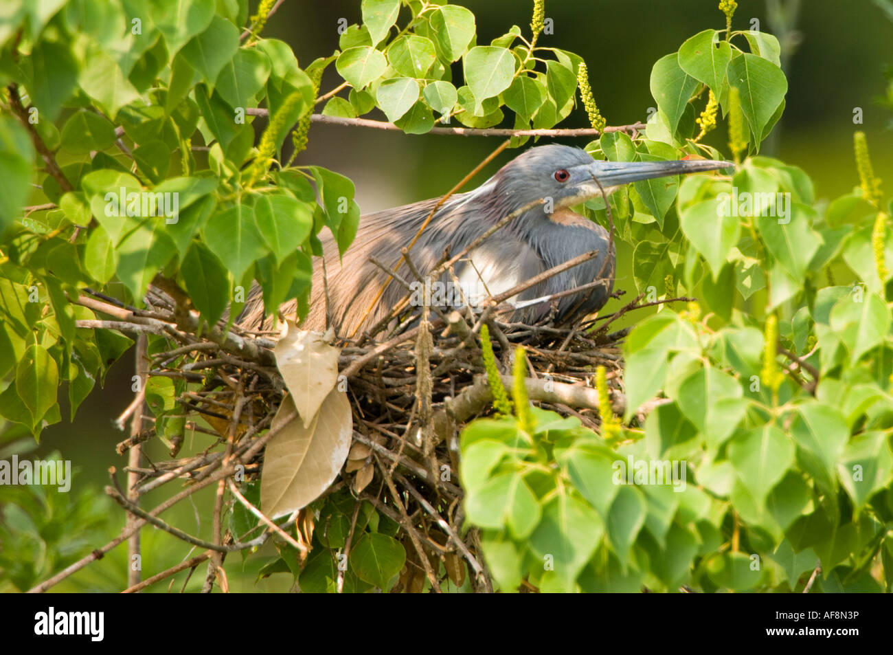 Tricolores Heron (Egretta tricolor) en el nido. Foto de stock