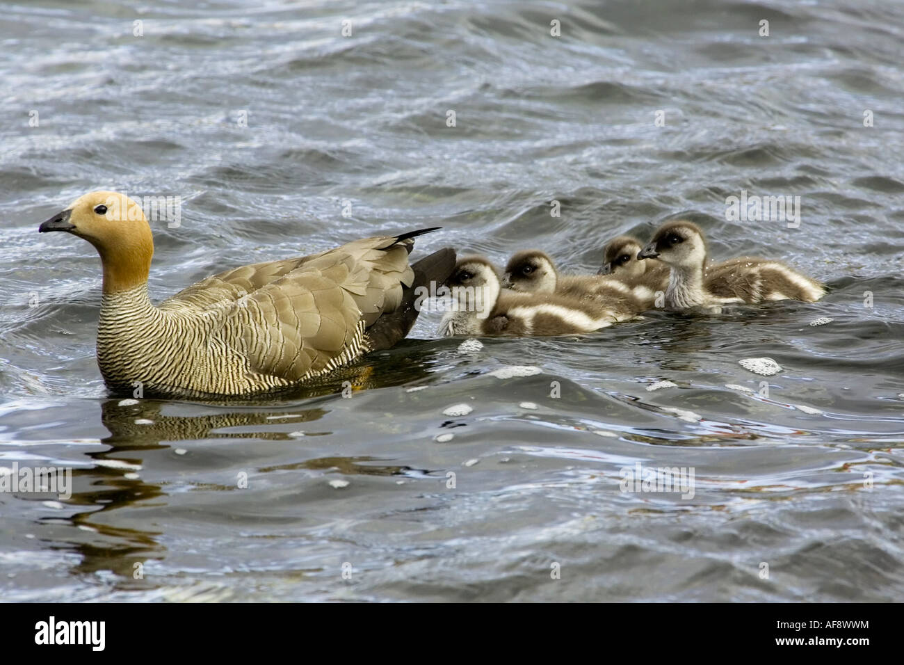 Canquén colorado es una familia de ganso con jóvenes goslings Foto de stock
