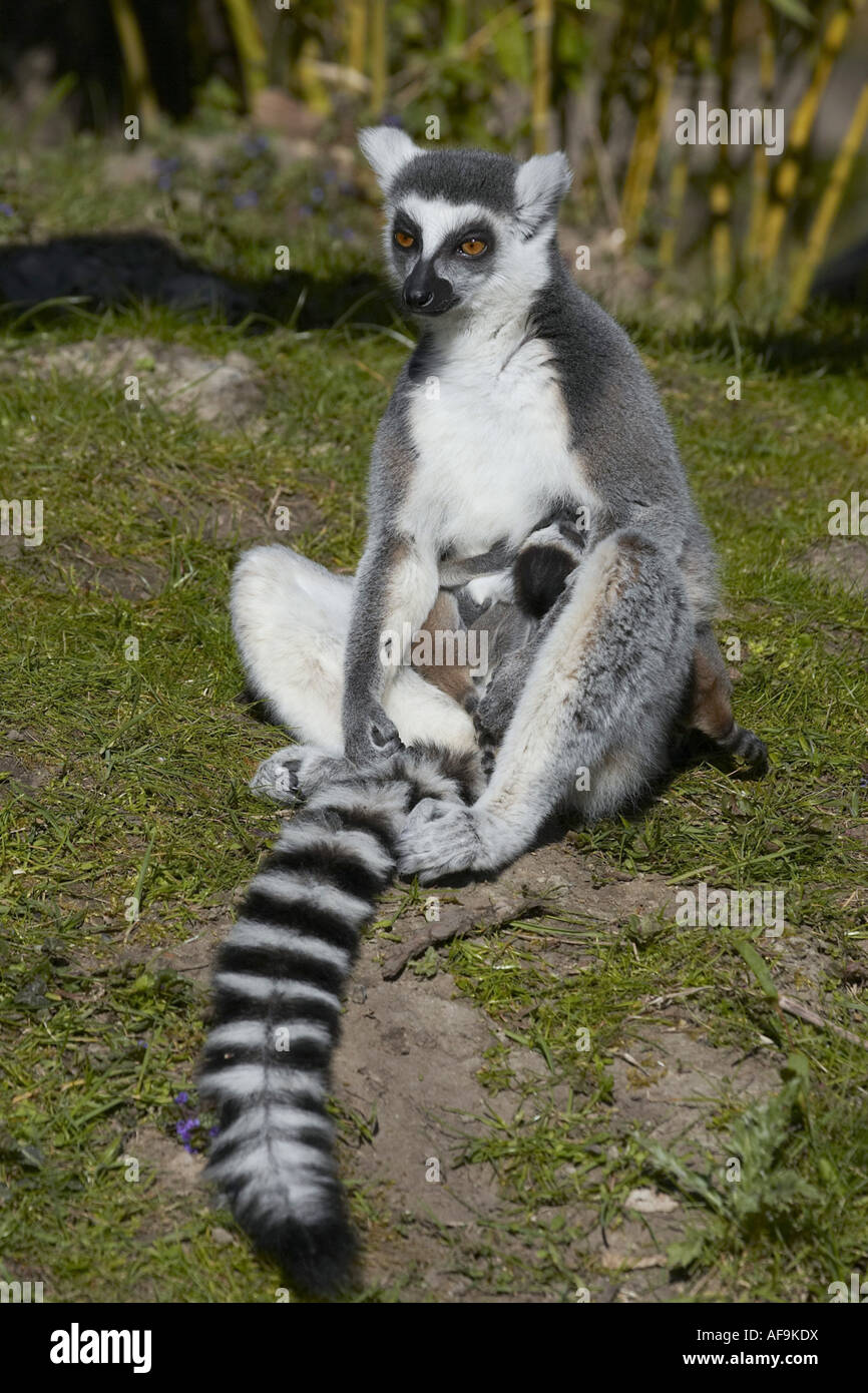 Lémur de cola anillada (Lemur catta), con bebés Foto de stock