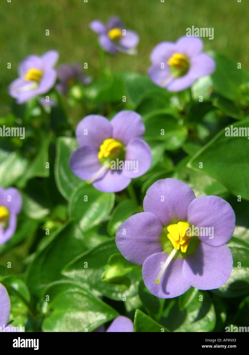 Violeta persa, alemán, violeta Tiddly twinks (Exacum affine), floreciendo  Fotografía de stock - Alamy