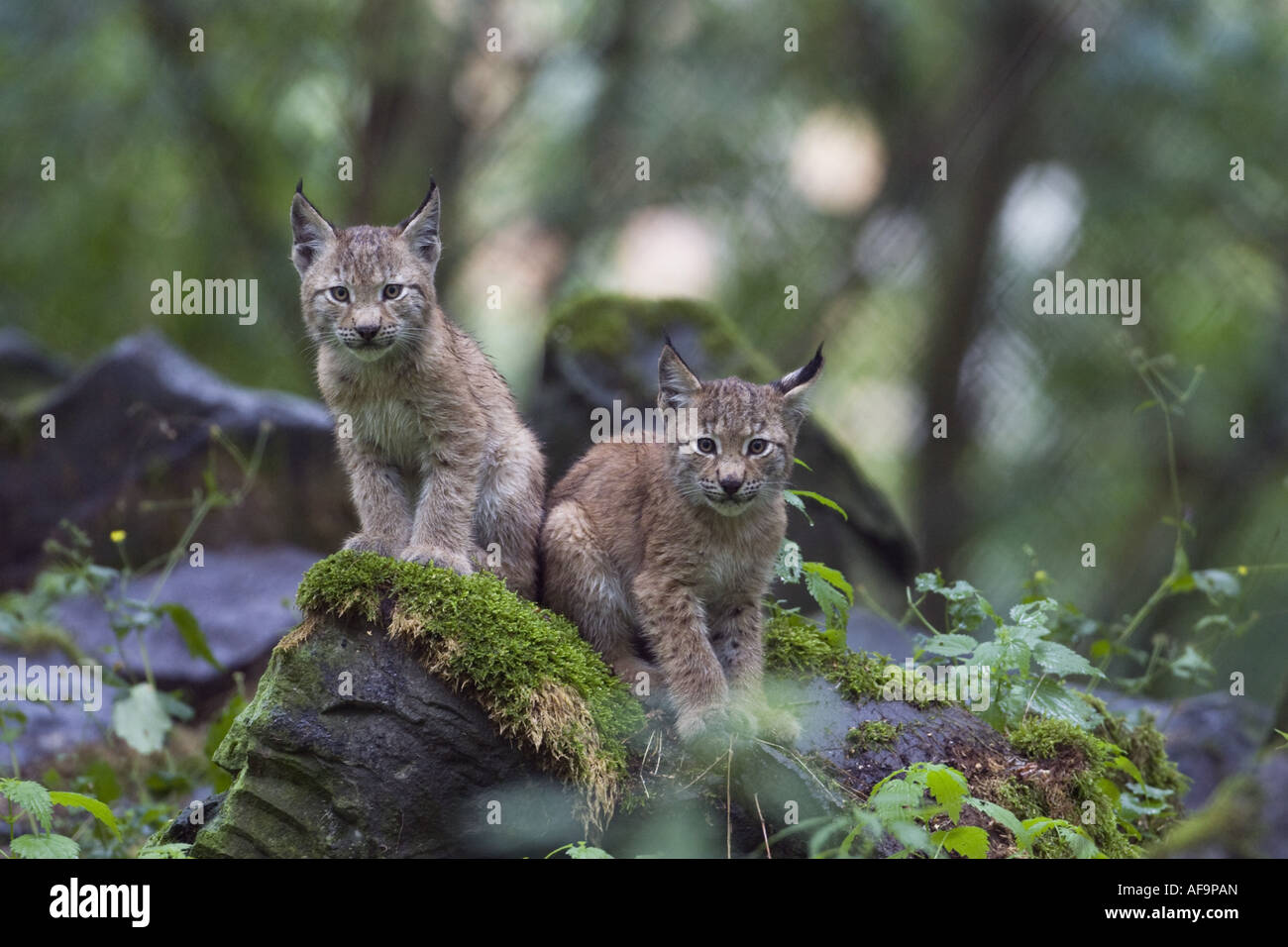 El lince eurásico (Lynx lynx), dos cachorros, hermanos, Alemania Foto de stock