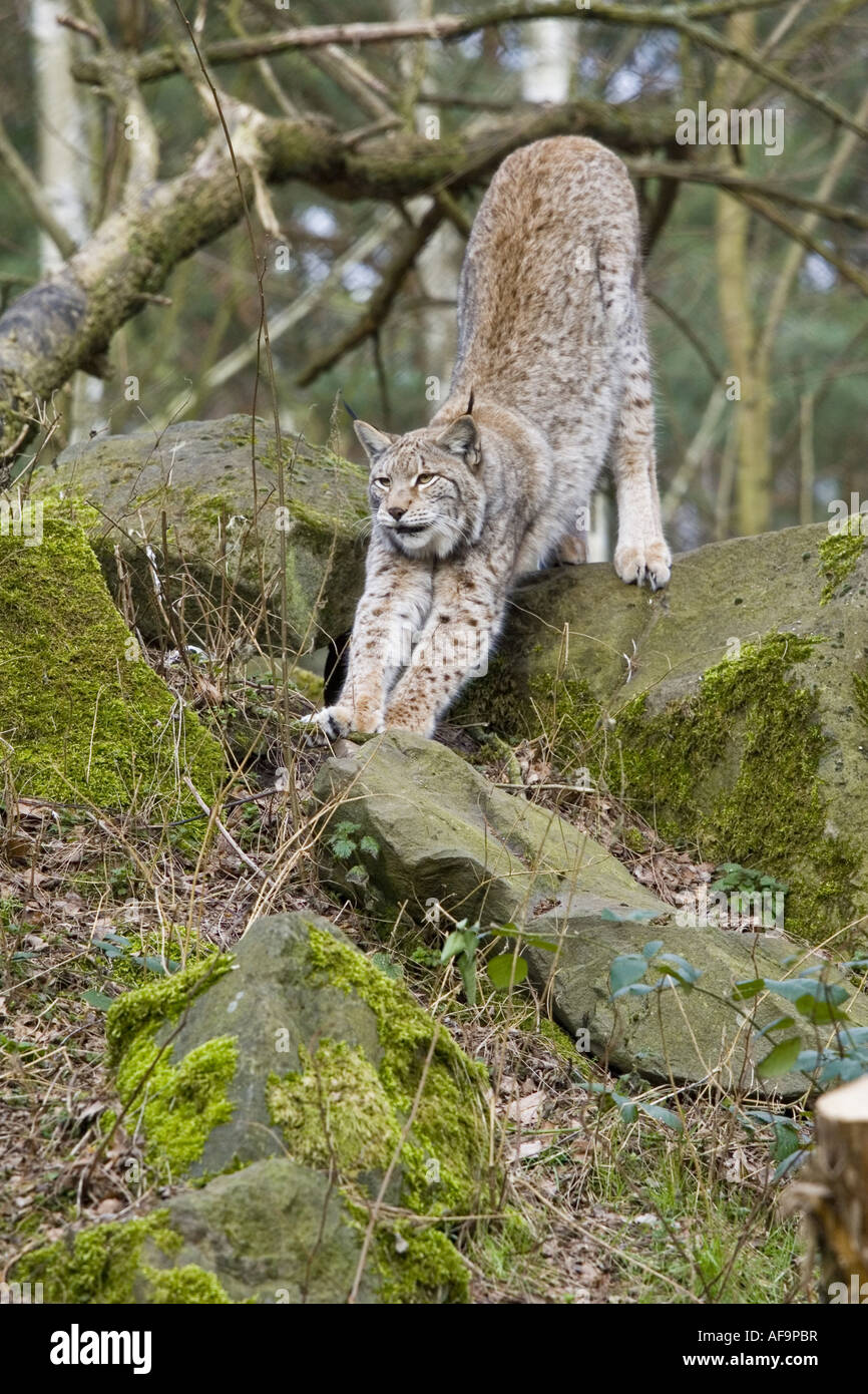 El lince eurásico (Lynx lynx), stretching, Alemania Foto de stock
