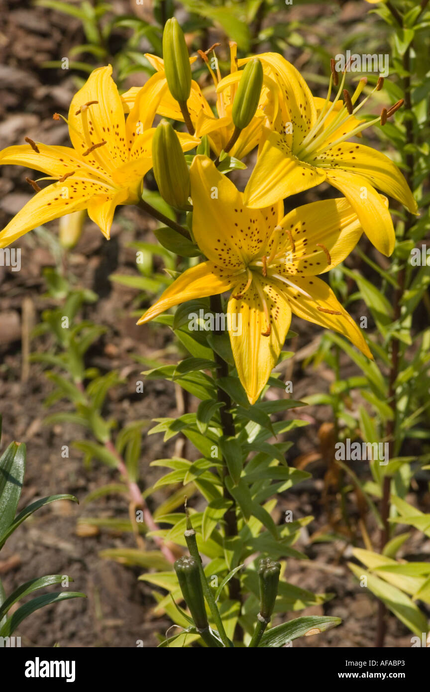 Flor Amarilla closeup de Crescendo lirio de día o daylily lilaceae lilium  Fotografía de stock - Alamy