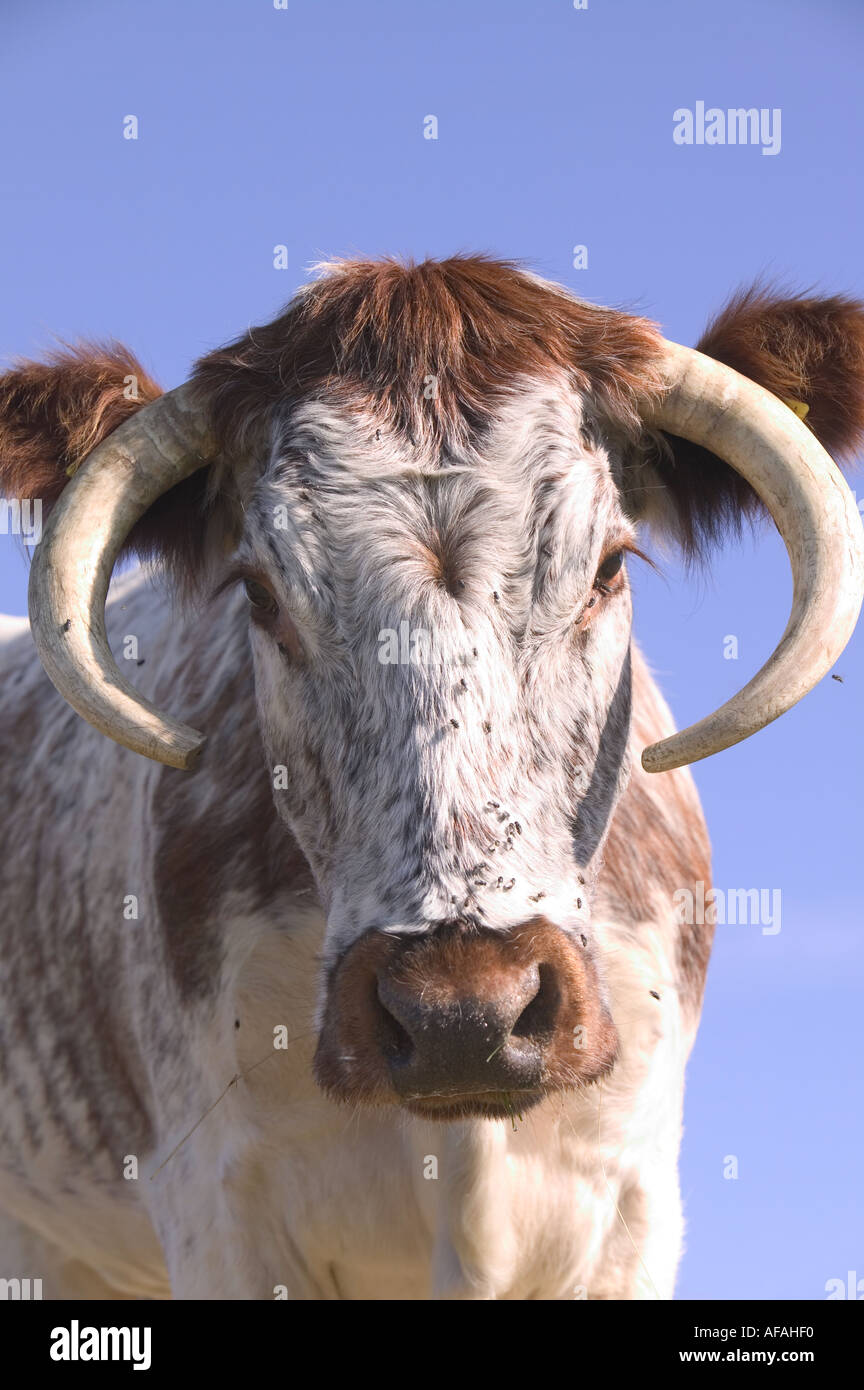 La antigua raza de ganado cuerno registro inglés con moscas en la cara