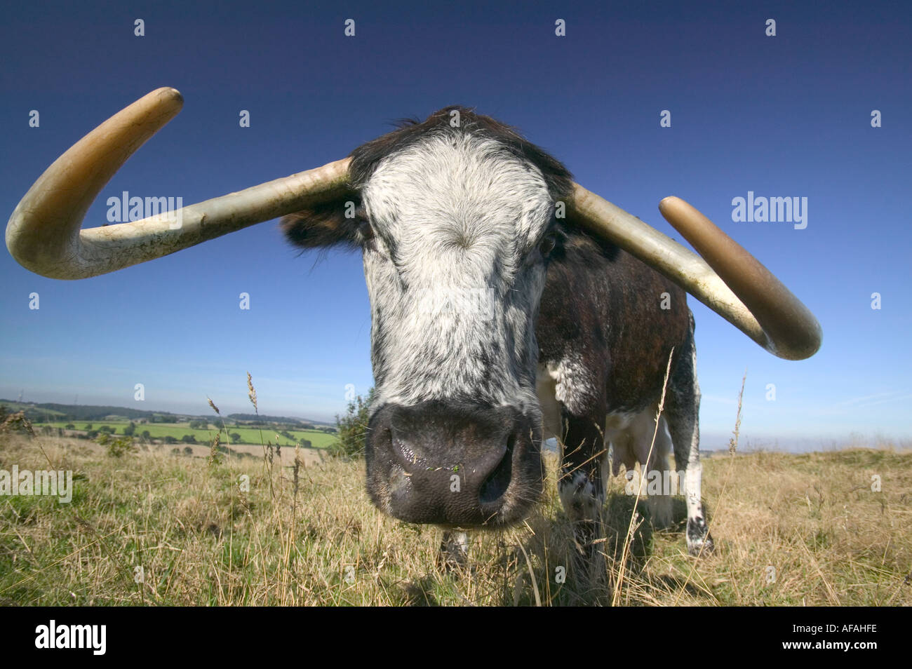 La antigua raza de ganado cuerno largo inglés utilizado para la