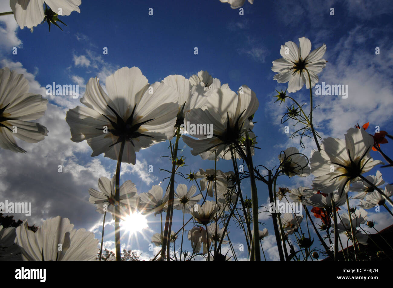 Nubes de cosmos blanco flores en un jardín campestre inglés en verano Foto de stock