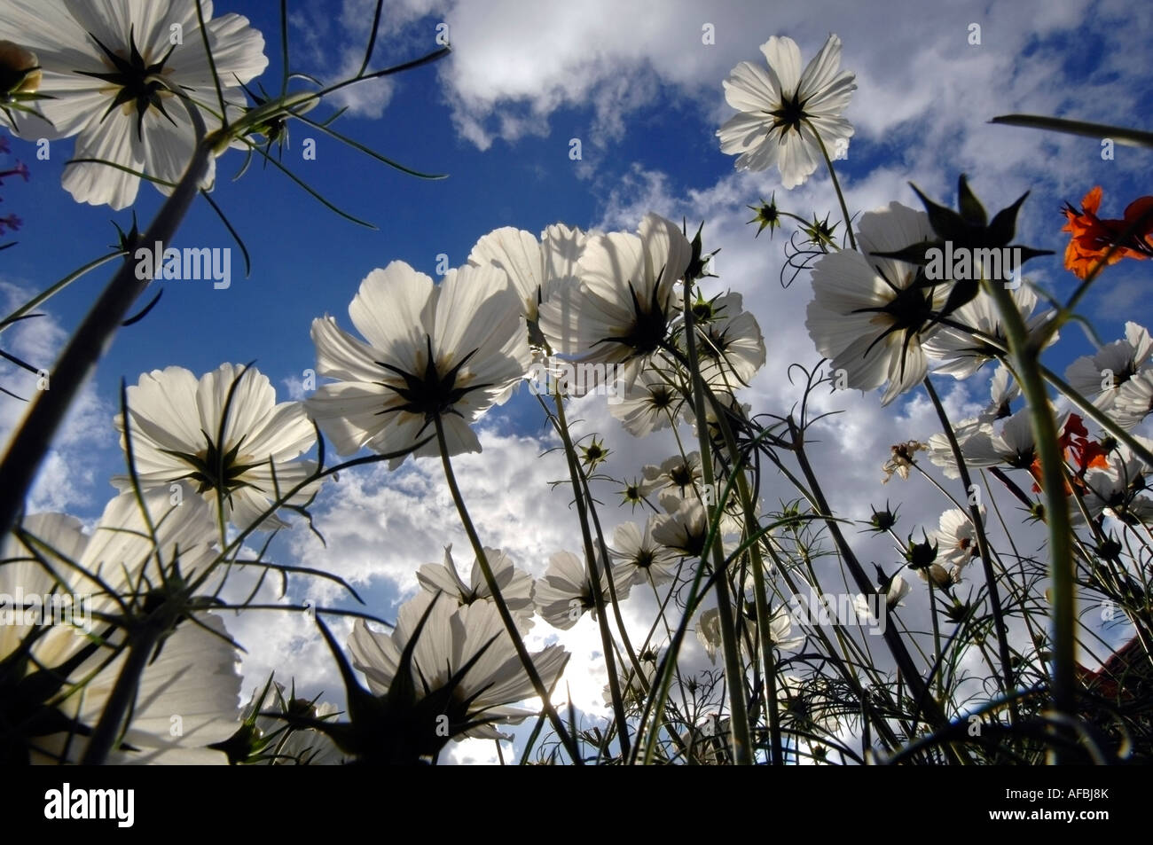 Nubes de cosmos blanco flores en un jardín campestre inglés en verano Foto de stock