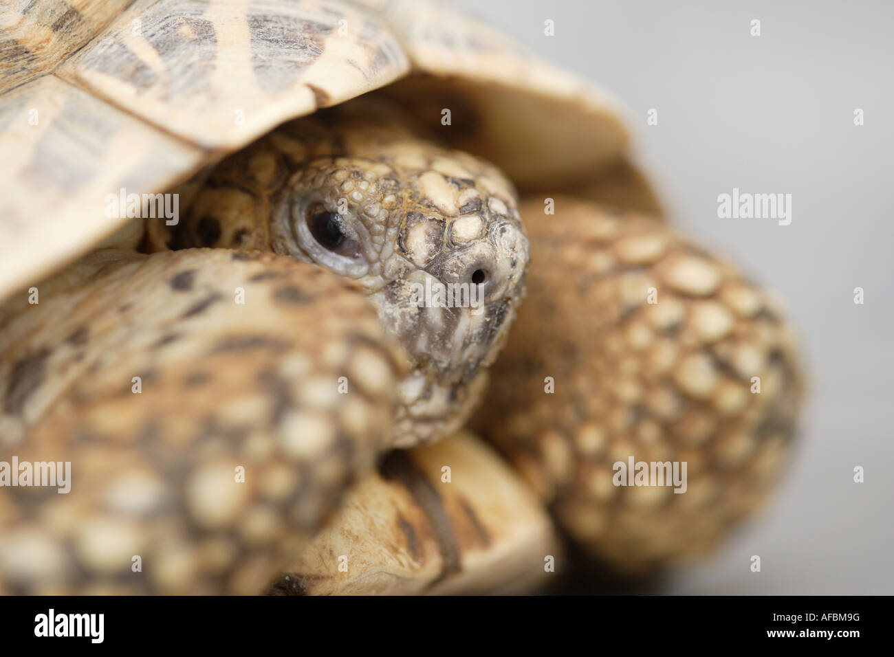 Indian Star tortoise Foto de stock