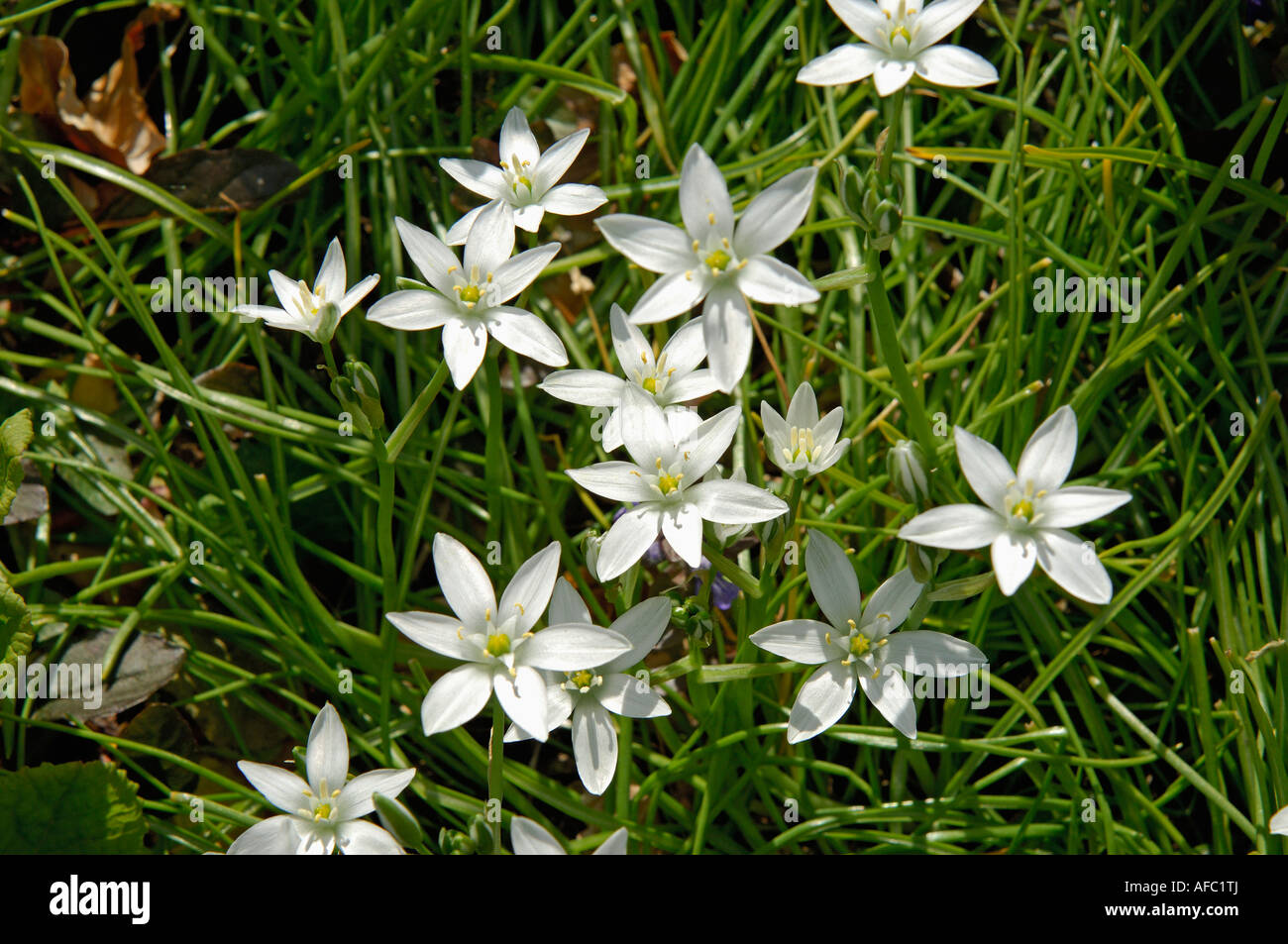 Cerca de un grupo de flores en forma de estrella blanca (Estrella de Belén  Fotografía de stock - Alamy