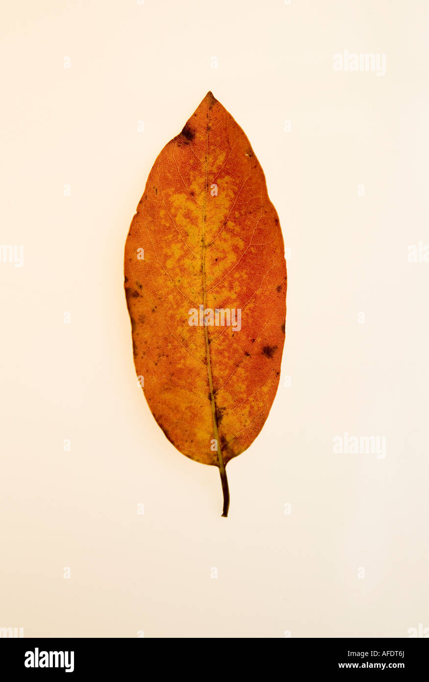 Una hoja de otoño suave contra un fondo blanco. Foto de stock