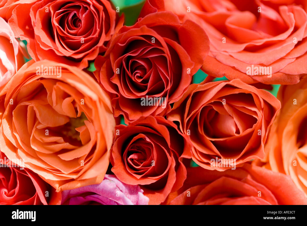 Bouquet de rosas rojas y naranja rosa disparó desde arriba Foto de stock