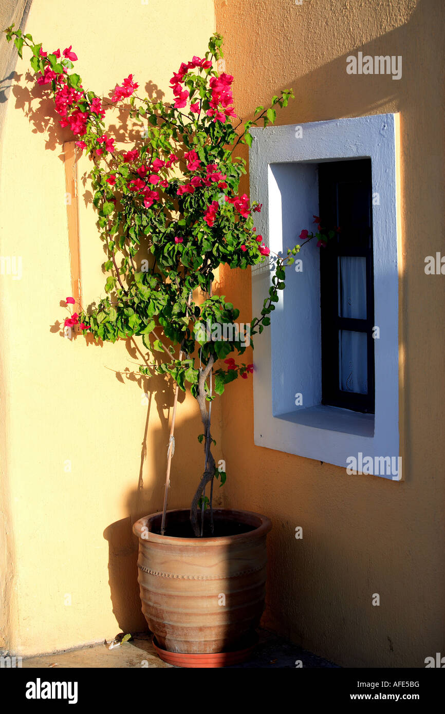 Planta en maceta en la esquina del patio griego Fotografía de stock - Alamy