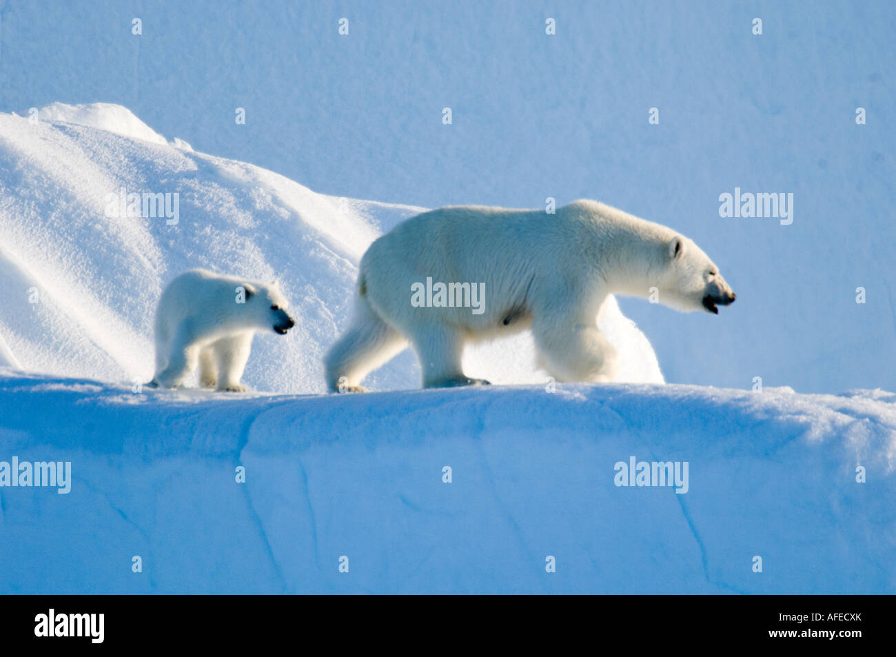 Oso polar y la hembra de 5 mes de edad cachorro en iceberg Marina Junta Lancaster Sound de la isla de Baffin Los animales enumerados como vulnerable Foto de stock