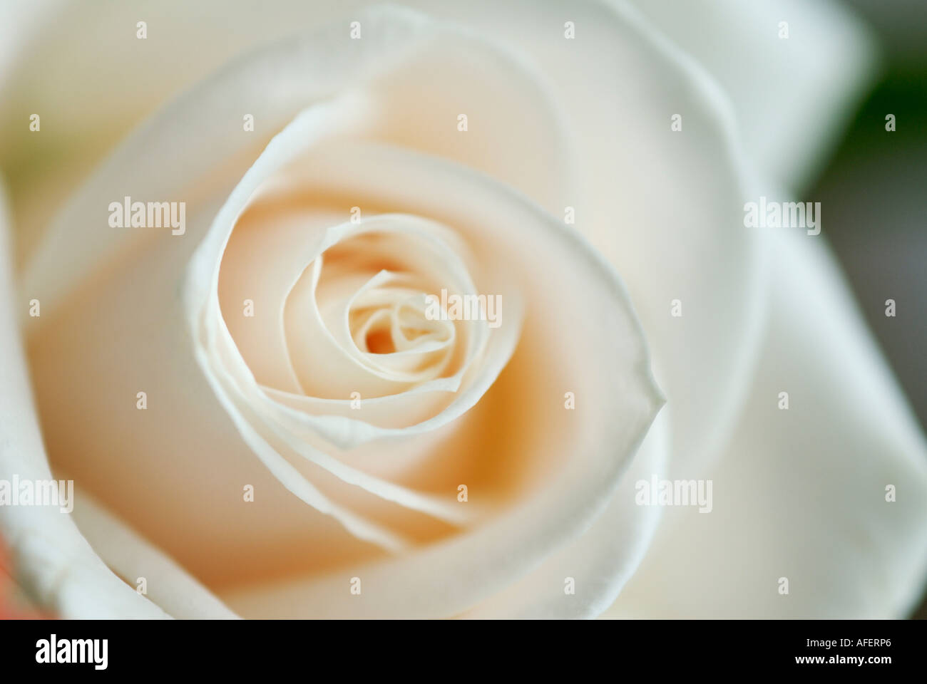 Una rosa blanca Foto de stock