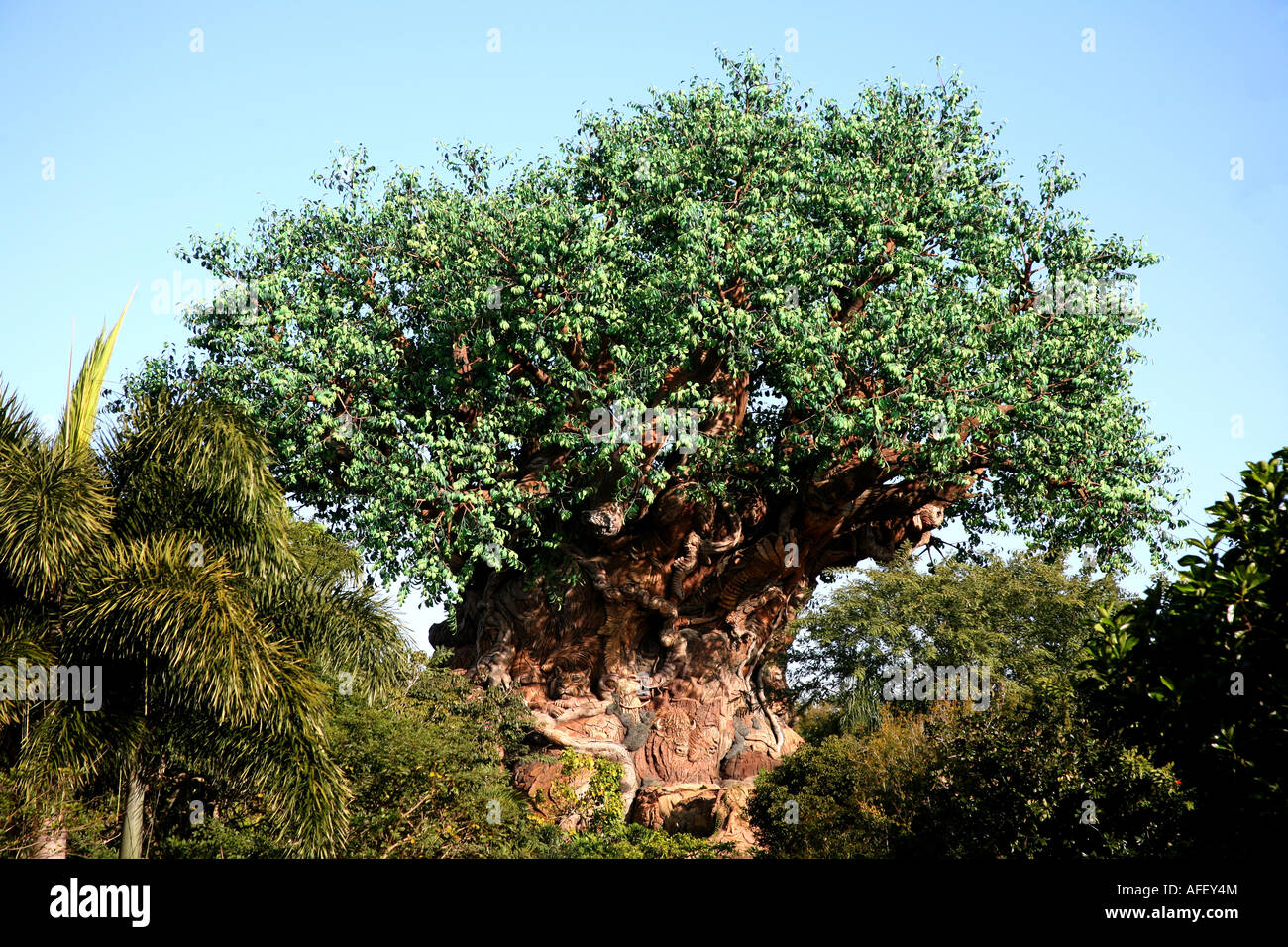 Árbol de la vida en el Animal Kingdom de Walt Disney World en Orlando, Florida Foto de stock
