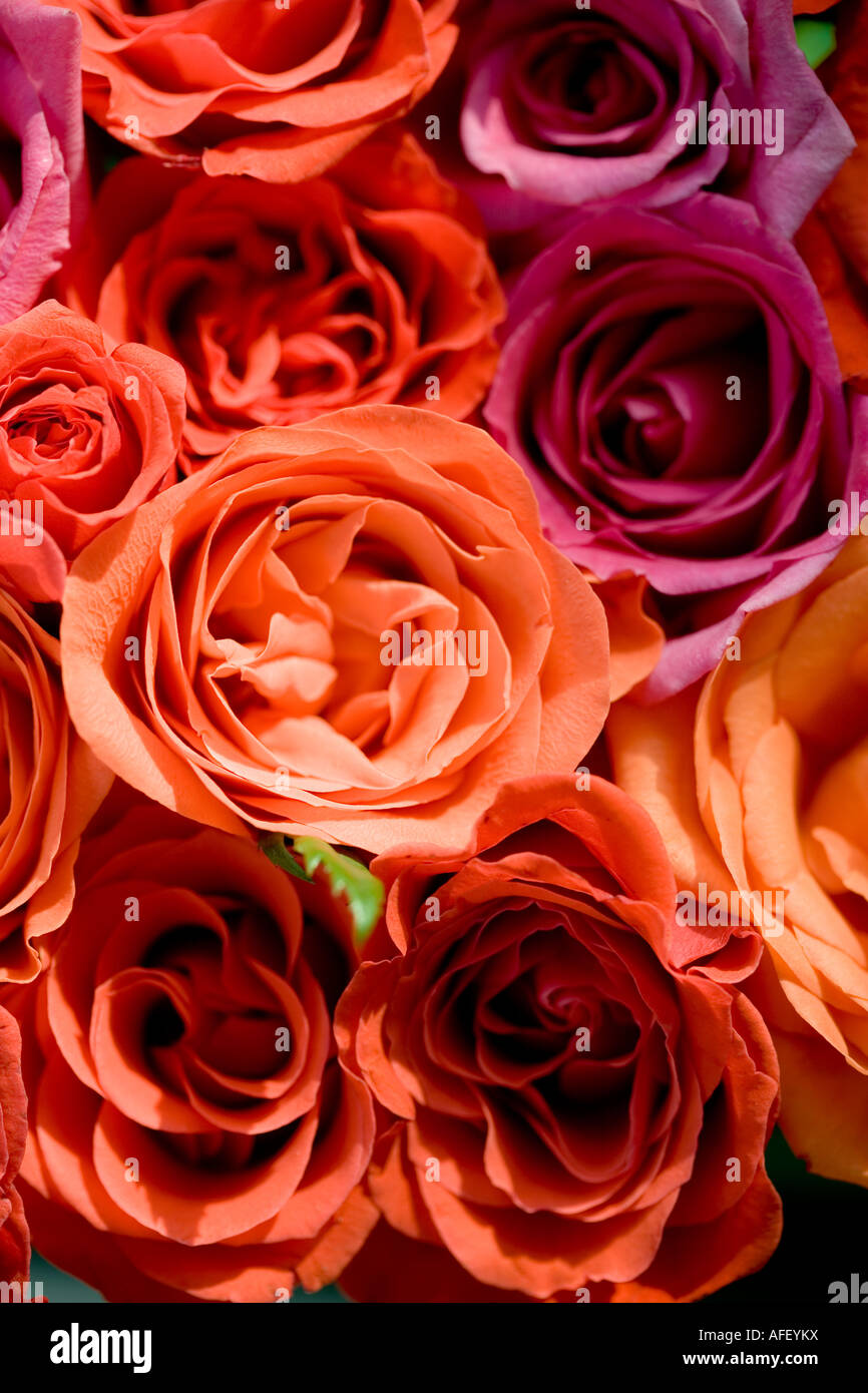 Bouquet de rosas rojas y naranja rosa disparó desde arriba Foto de stock