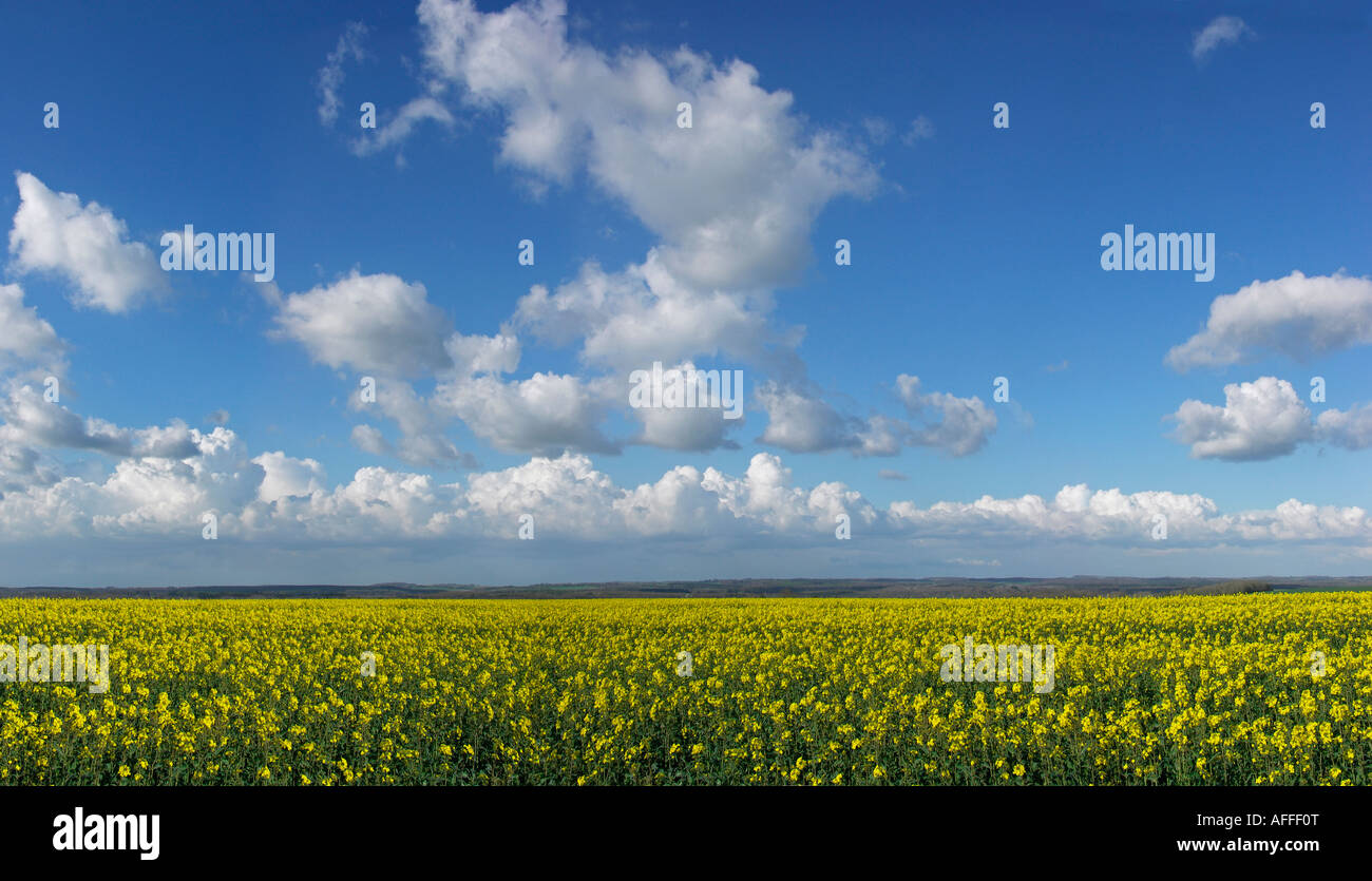 Campiña inglesa con colza campo cielo azul y las nubes Foto de stock