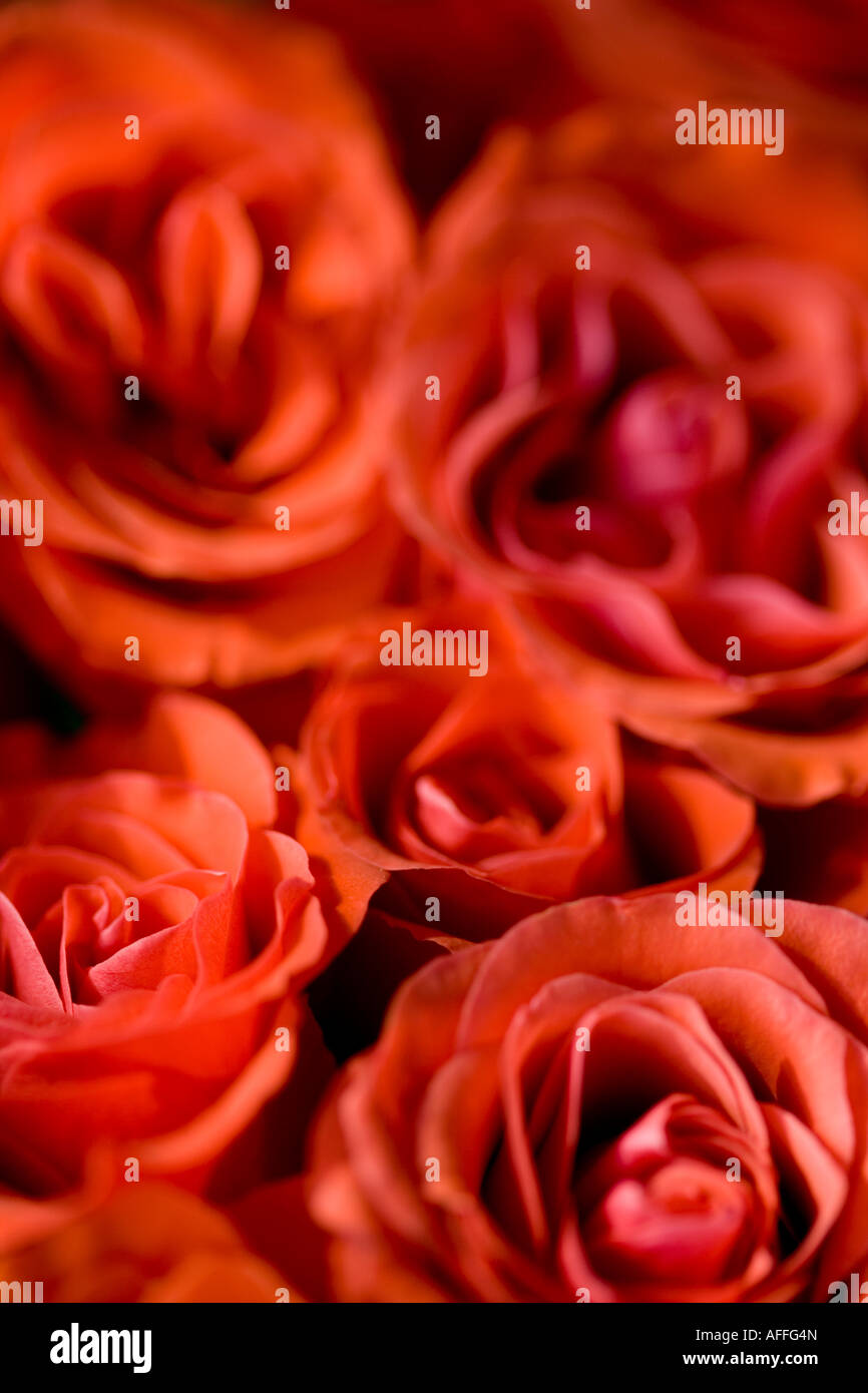 Bouquet de rosas naranjas disparó desde arriba para rellenar marco Foto de stock