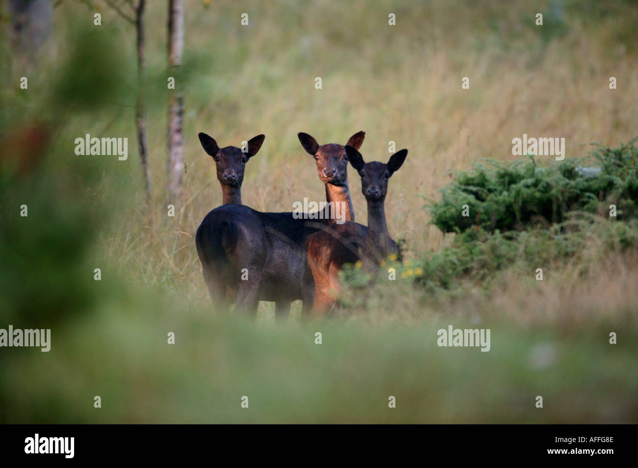 Gamo, Dama dama, en la isla Hankø, Østfold, Noruega. Foto de stock