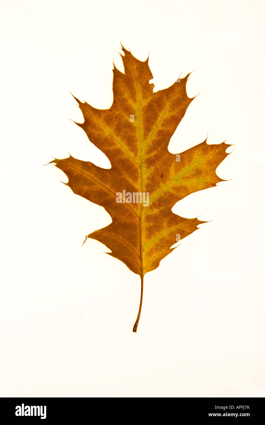 Un otoño de hojas de roble suave contra un fondo blanco. Foto de stock