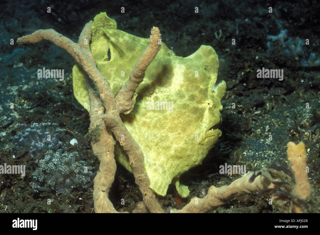 Antennarius commersoni Frogfish gigante estrecho de Lembeh Indonesia Foto de stock