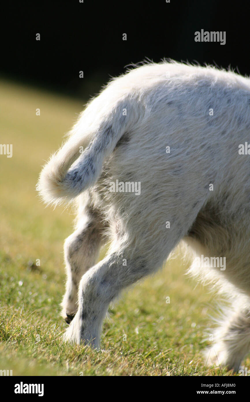 Dog rear end fotografías e imágenes de alta resolución Alamy