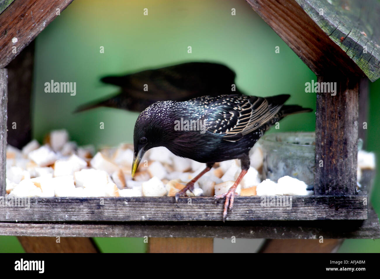 Jardín pájaros estorninos Sturnus vulgaris alimentación desde una tabla de aves Foto de stock