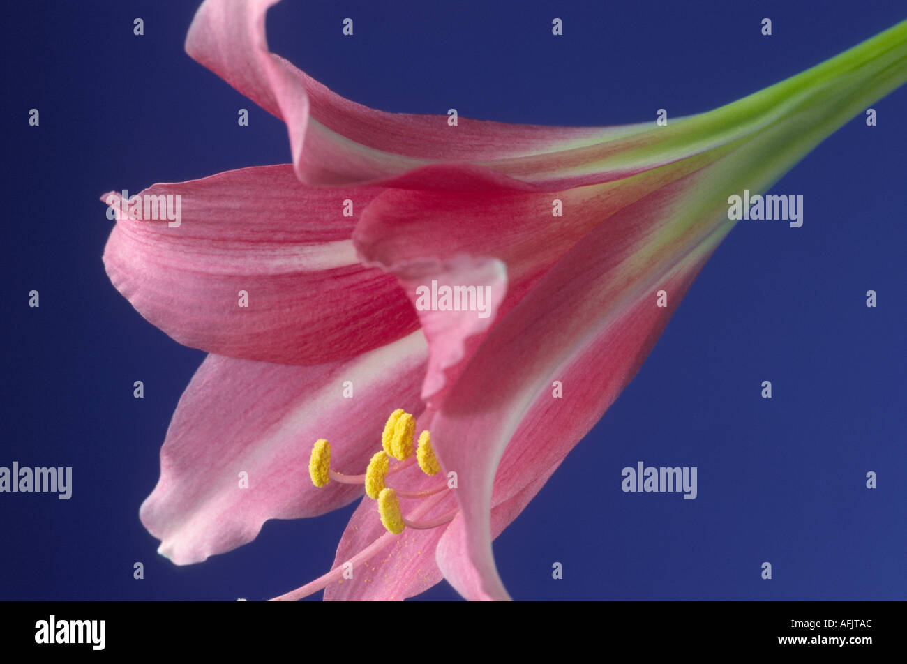 Hippeastrum 'Pink Floyd'. Amaryllis Foto de stock