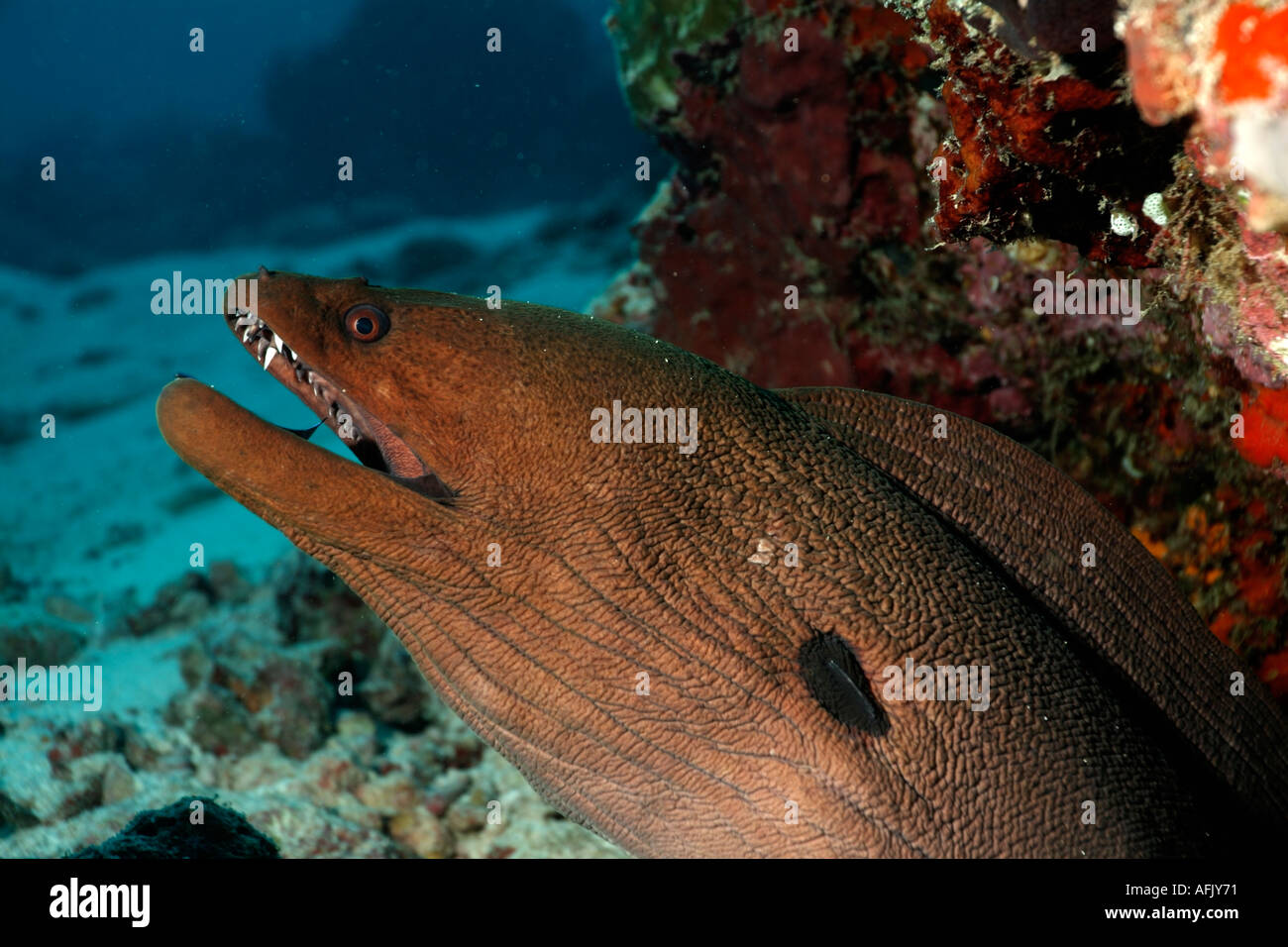 Anguilas morenas gigantes - Gymnothorax javanicus - asomándose por un agujero rocoso Foto de stock