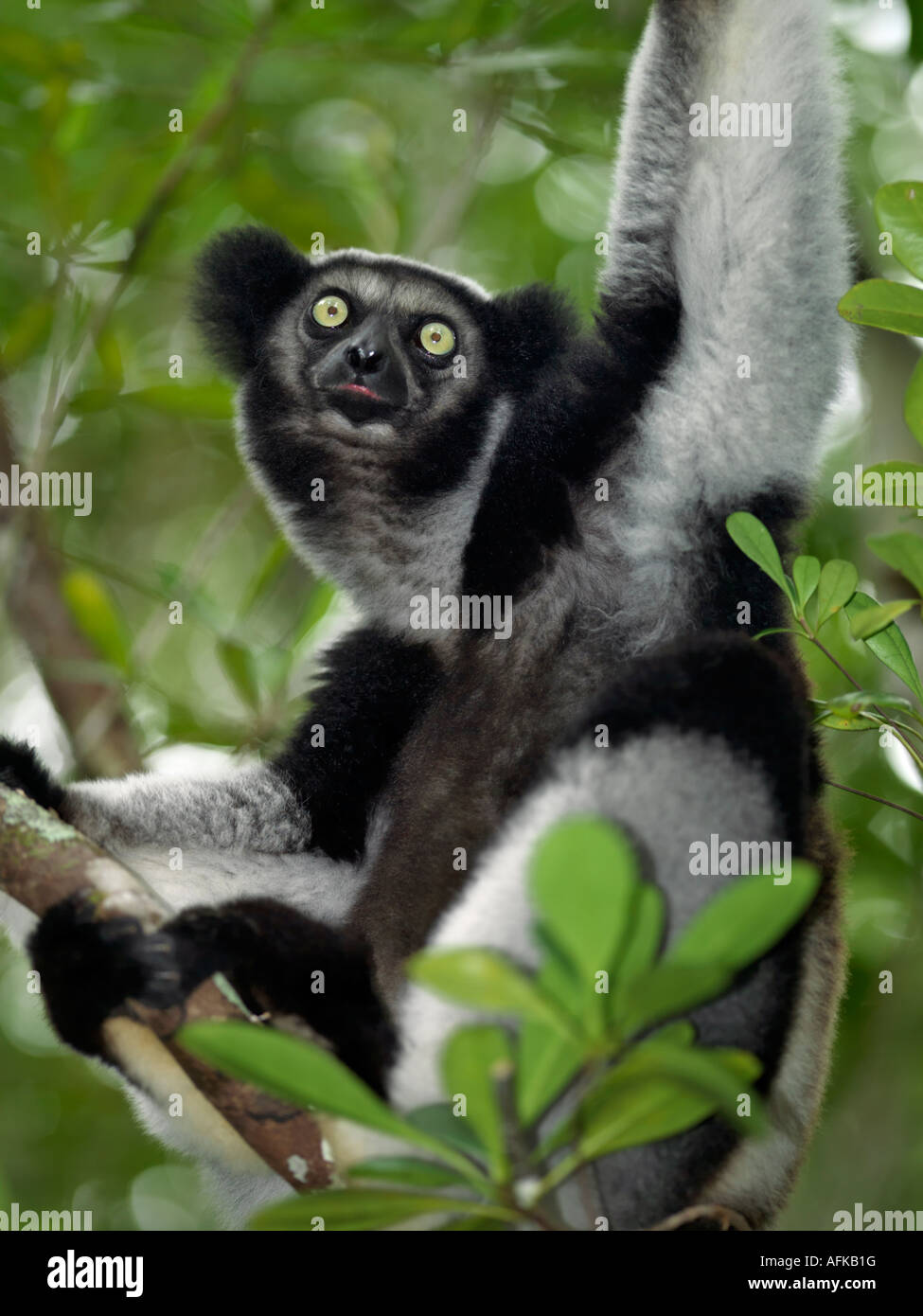 Un Indri (indri Indri) en la zona oriental de Madagascar. El Indri lemur más grande de Madagascar están, de pie cerca de un metro de altura Foto de stock
