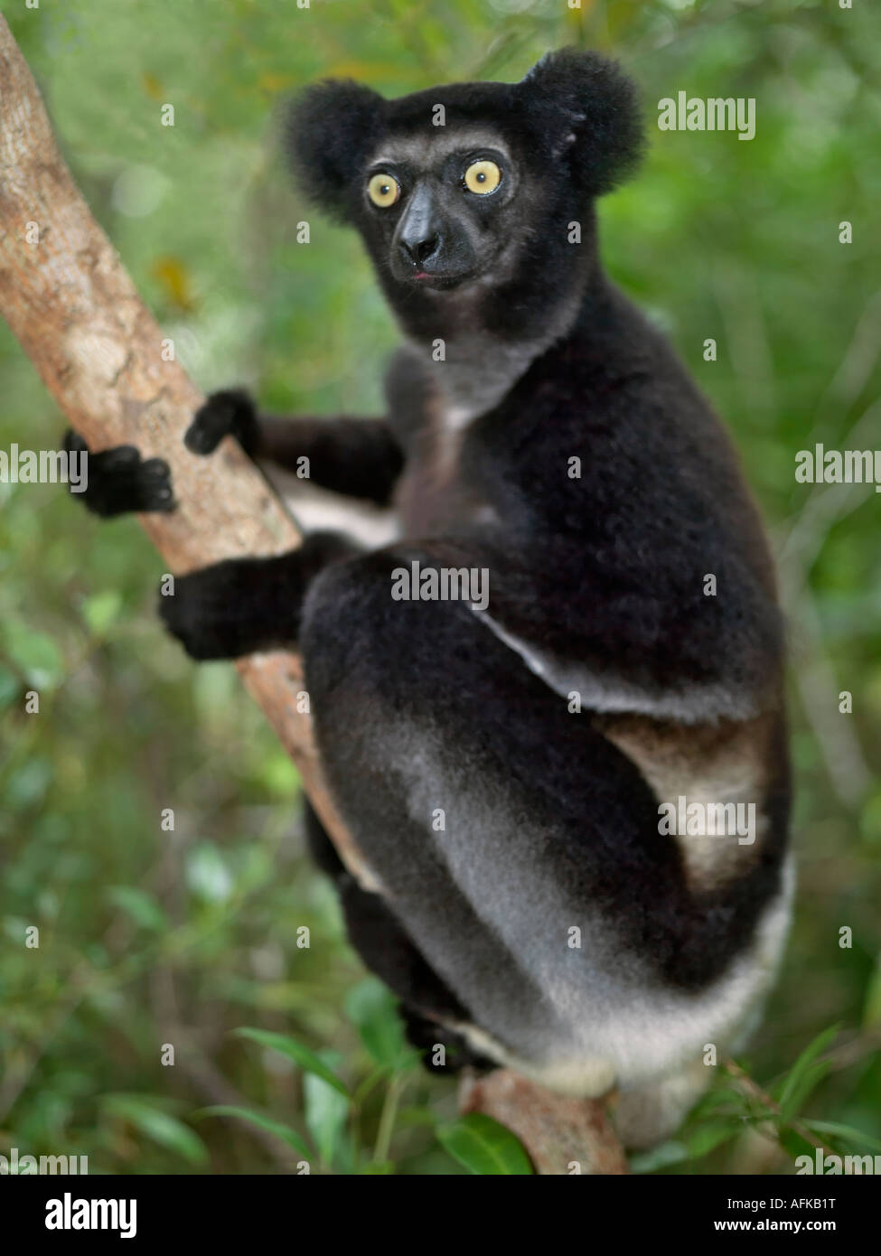 Un inmaduro (Indri indri Indri lemur) en la parte oriental de Madagascar. El Indri lemur más grande de Madagascar son Foto de stock
