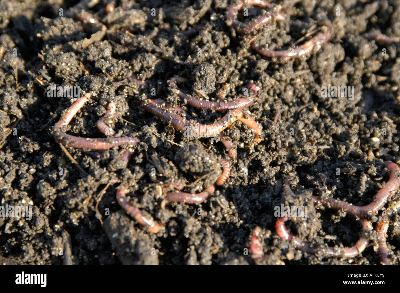 Tiger gusanos en el compost de jardín Fotografía de stock - Alamy